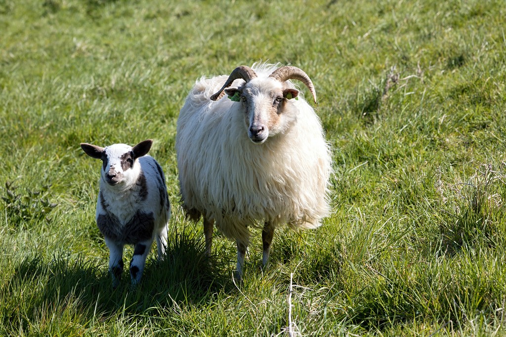 lente zomer herfst winter seizoen seizoenen voorjaar najaar hdr paddenstoelen bladeren mist regen sneeuw tulp tulpen bloesem